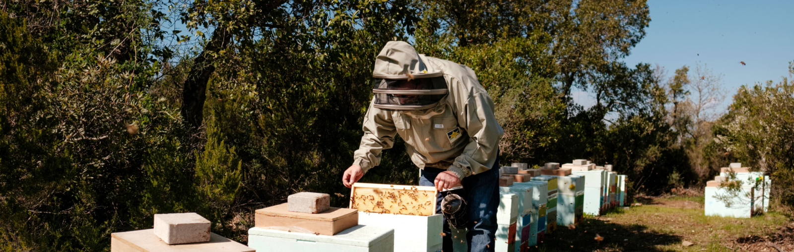 apiculteur en action