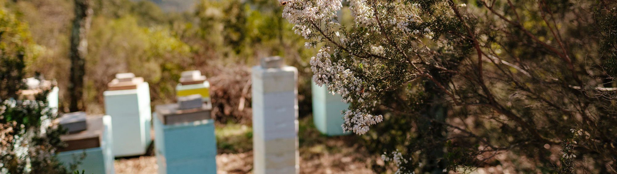 acheter de la cire d'abeille