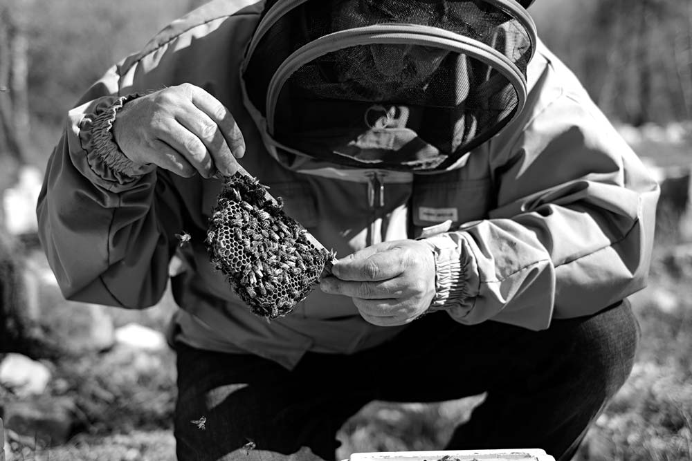 apiculture française miel martine