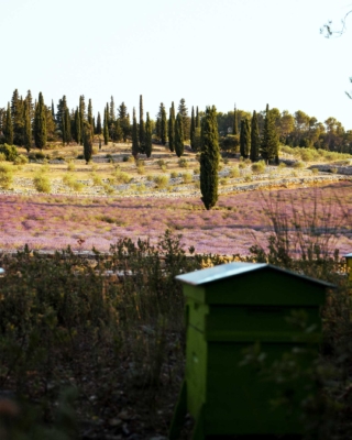 provence miel martine