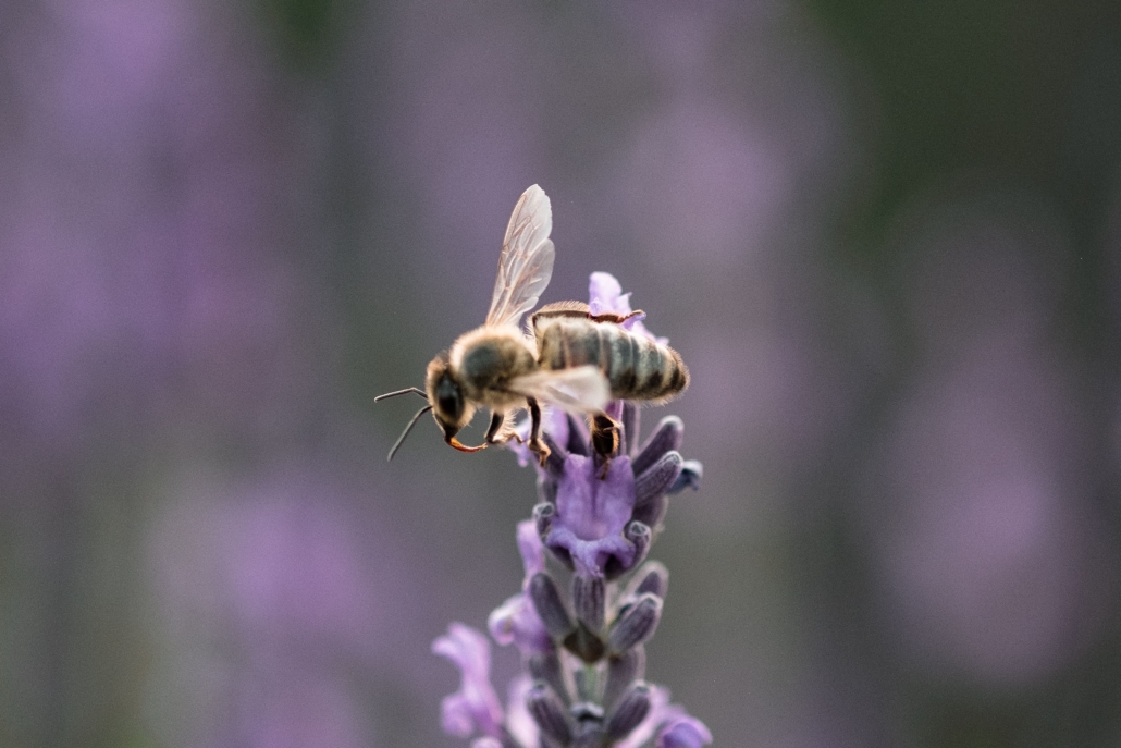 abeilles sur une fleur de lavande