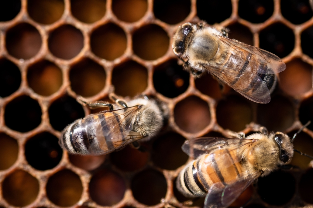 abeilles sur une alvéole 