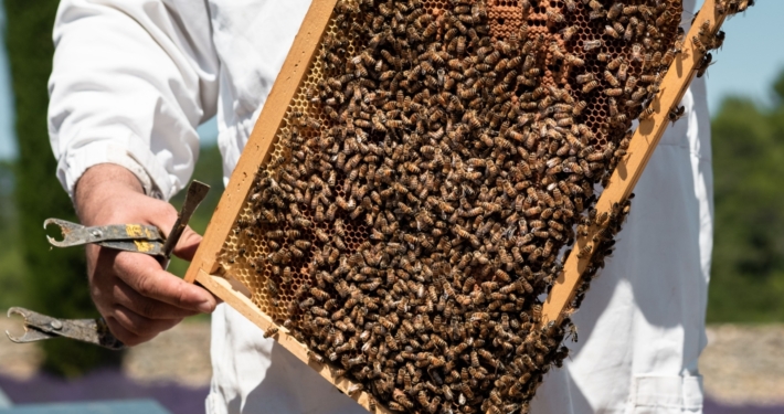 Cadre ruche d'abeilles